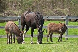Donkeys and Horse in Paddock
