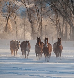 Hideout Ranch Winter Workshop Winter