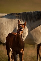 Foal