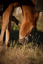 Foal