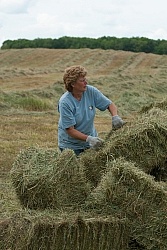 Bringing in Hay