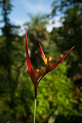 Florals of Costa Rica