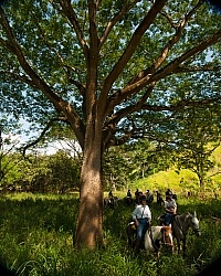 Guanacaste Tree