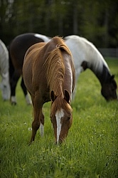 Home Horse keeping Grazing