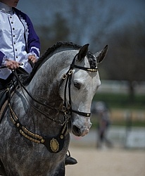Andalusians