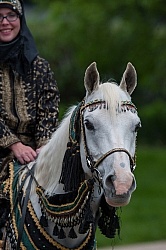 Rolex Dressage Arabian