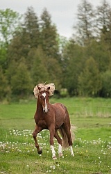 Peruvian Horse Free Running