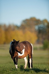 Dakota Winds Miniature Horse Farm
