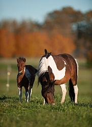 Dakota Winds Miniature Horse Farm
