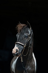 Dakota Winds Miniature Horse Farm