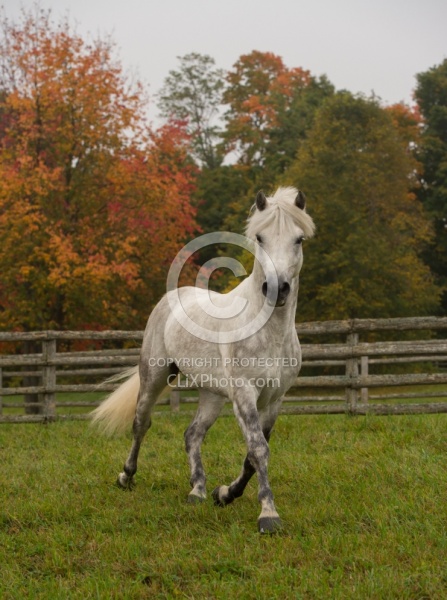 Connemara Stallion Free Running Vertical Kippure Cara, Century Hill Farm