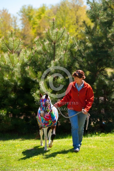 Miniature Horse Wearing a Slinky