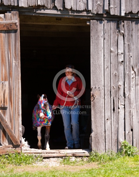 Miniature Horse Wearing a Slinky