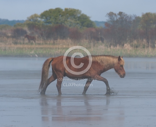 Corolla Horse in the Wild