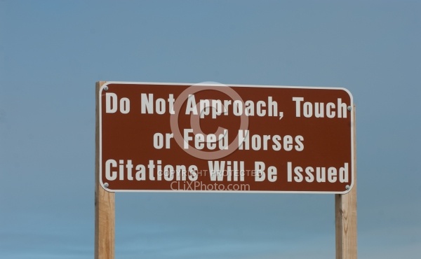 The Corolla Horse General