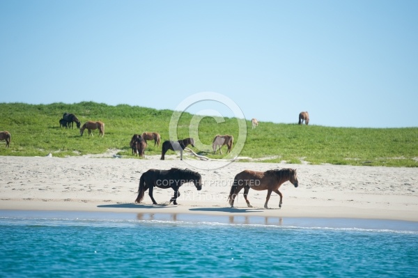 Sable Island Horses on Beach