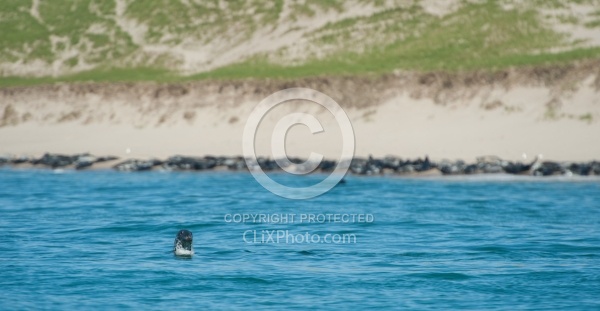 Sable Island Seals Sable Island Seals