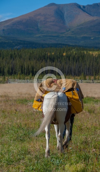 Packing the Pack Horse