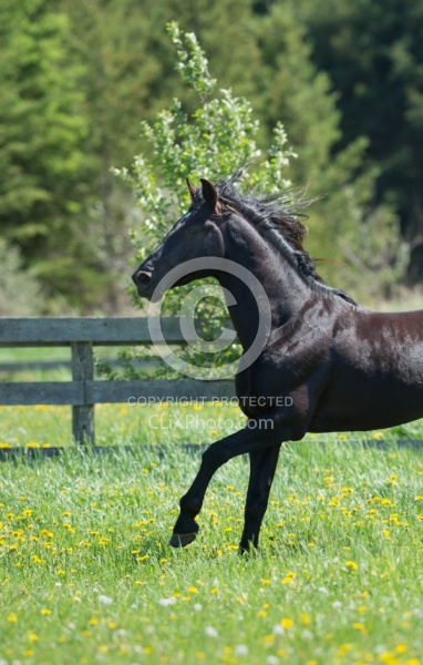 Rocky Mountain Stallion Free Running, Bonnie View Farms Jedi Kni