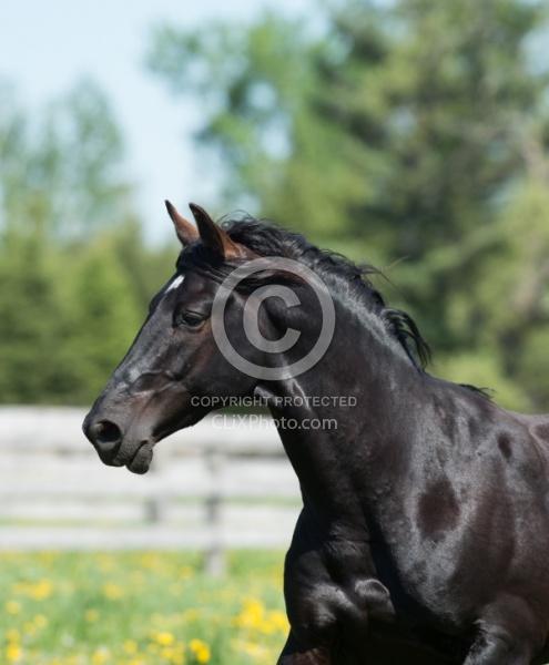 Rocky Mountain Stallion Free Running, Bonnie View Farms Jedi Kni