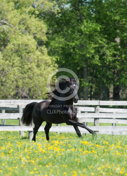 Rocky Mountain Stallion Free Running, Bonnie View Farms Jedi Kni