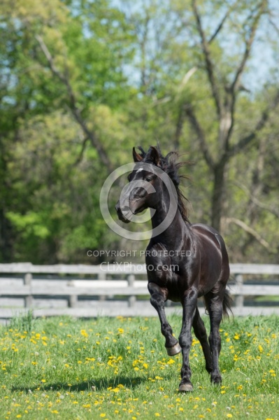 Rocky Mountain Stallion Free Running, Bonnie View Farms Jedi Kni