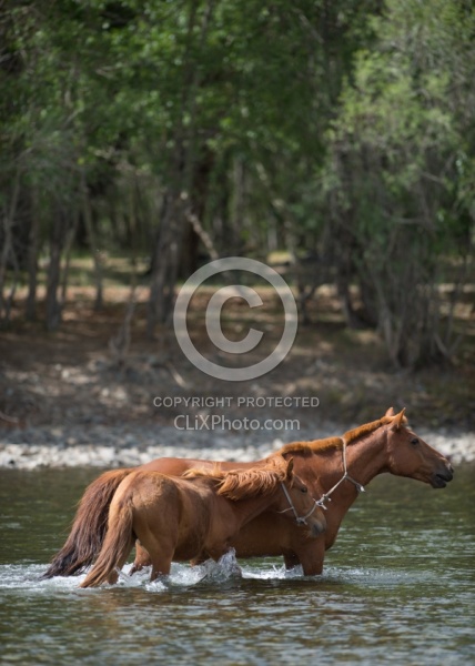 Mare and Foal Cross the River Near the Ranch