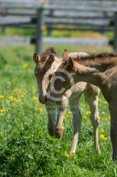 Rocky Mountain Foals