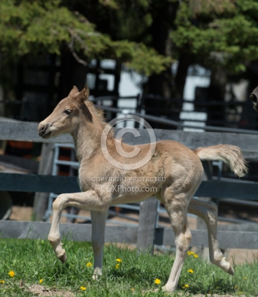 Rocky Mountain Foals