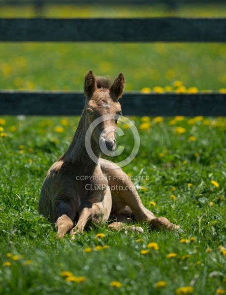 Rocky Mountain Foals