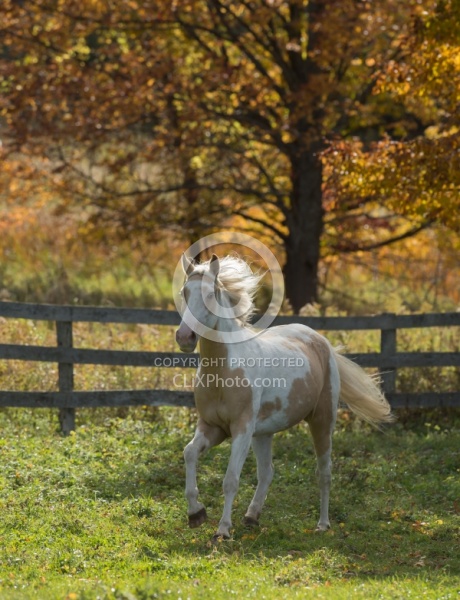 Spotted Saddle Horse Free Running Vertical Bonnie View Farms