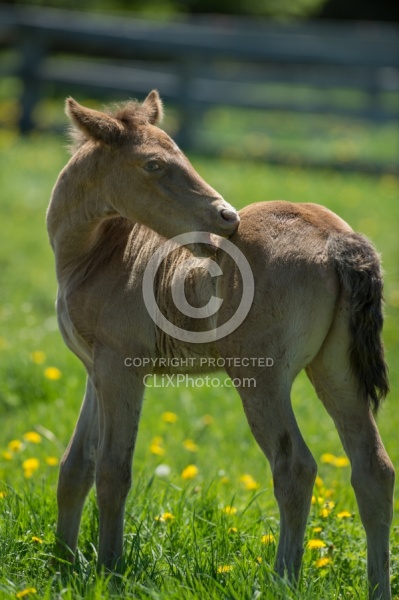 Rocly Mountain Foal Bonnie View Farms