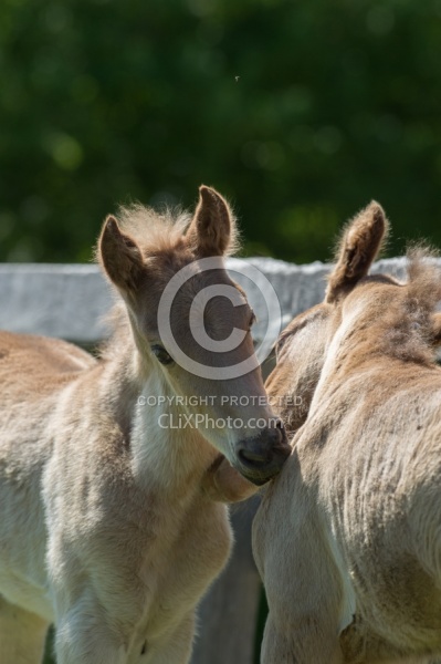 Rocky Mouintain Foals Bonnie View Farms
