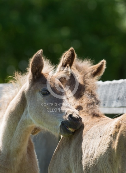 Rocky Mouintain Foals Bonnie View Farms