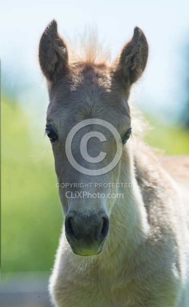 Rocky Mouintain Foal Bonnie View Farms