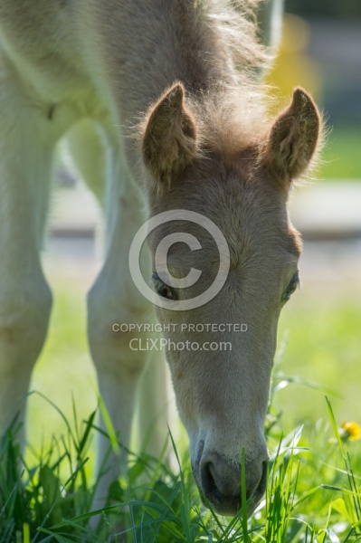 Rocky Mouintain Foal Bonnie View Farms