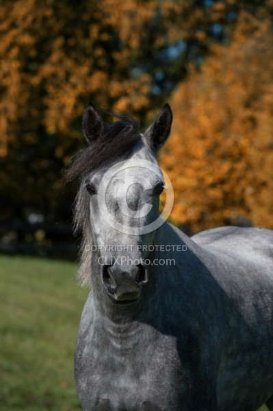 Connemara Gelding Portrait, Century Hill s Hazy Westleigh