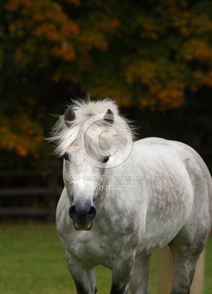 Connemara Stallion Portrait, Kippure Cara, Century Hill Farm