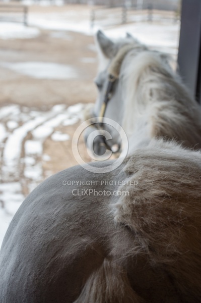 Clipping for Cushings