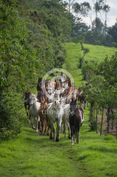 Rodrigo Bringing in the Herd