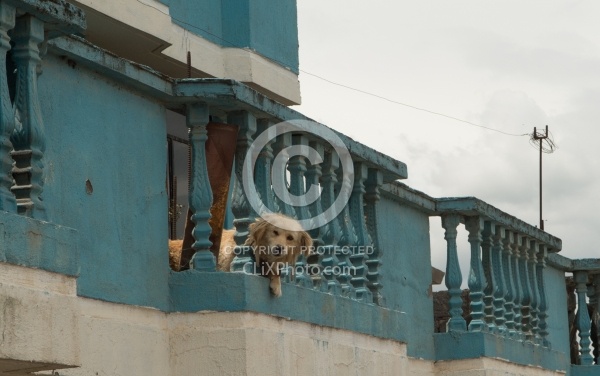 Roof Dogs in Aloag, Ecuador