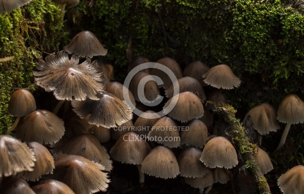 Mushrooms on Garden Tour at Bomboli, Ecuador