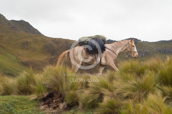 Chuggo in the Paramo in the High Andes