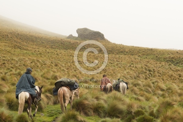 In the Paramo in the high Andes
