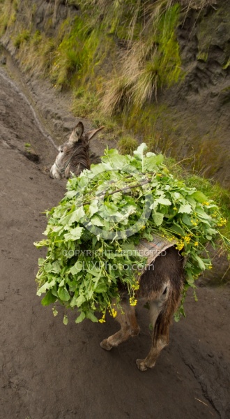 A Donkey wiht a Full Load