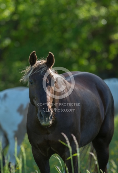 Rocky Mountain Horse Portrait, Bonnie View Farms