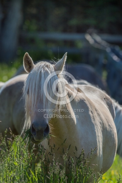 Rocky Mountain Horse Portrait, Bonnie View Farms