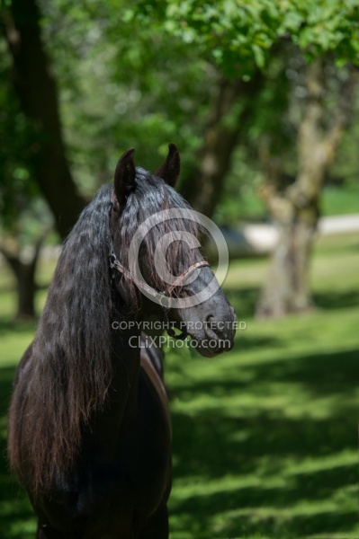 Rocky Mountain Horse Portrait, Bonnie View Farms