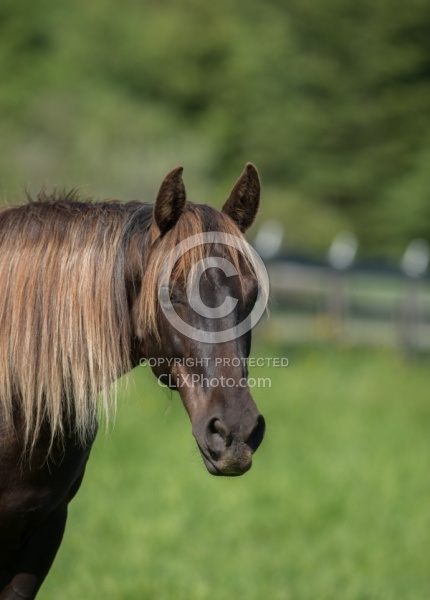 Rocky Mountain Horse Portrait, Bonnie View Farms