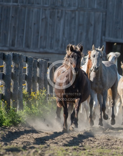 Rocky Mountain Horse Free Running